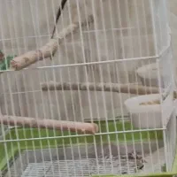 عروس سخنگو زیبا