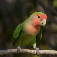 دوعدد طوطی برزیلی  مولد