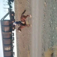 اسب نریون