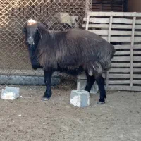 کوهیا قوچ نر