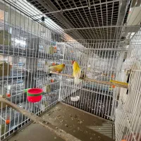 فنچ گلدین وکراواتی و جوجه گلدین و بنگالی|پرنده|مشهد, میان ولایت|دیوار