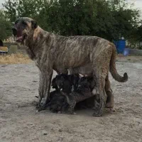 سگ ماده خراسانی