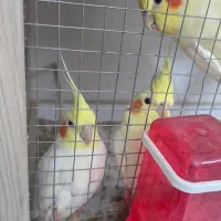 فروش عروس هلندی در جم|پرنده|جم, |دیوار