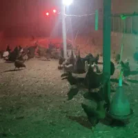 مرغ تخم گذار