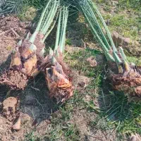 انواع. نهال خرما دارم فروش فوری ارسال به کل ایران
