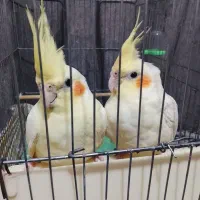 جفت عروس هلندی یا پاریس دستی
