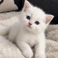 بریتیش اصیل شجره دار