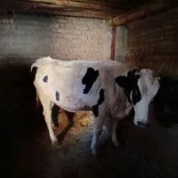 گاوه شیر ده وتلیسه|حیوانات مزرعه|بجنورد, |دیوار