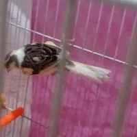 قناری|پرنده|مشهد, ایثارگران|دیوار