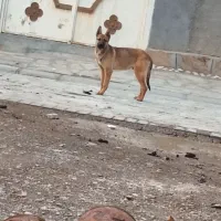 1000000|سگ|اسفرورین, |دیوار