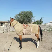 اسب ترکمن کورسی|اسب و تجهیزات اسب‌سواری|گنبد کاووس, |دیوار