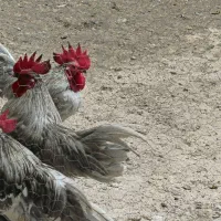 دو عدد خروس سبرایت سیلور