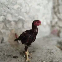 خروس لاری