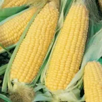 ذرت مکزیکی صادراتی