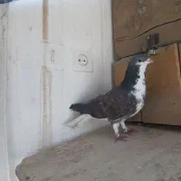 کفتر،کبوتر دمگیر زره ای مخملی|پرنده|اصفهان, بوستان ناژوان|دیوار