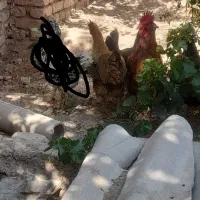 مرغ و خروس