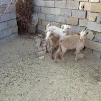 بز و بزغاله