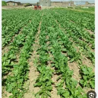 اجاره زمین کشاورزی بروجرد درود