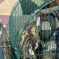 عروس هلندی|پرنده|رشت, لاکان شهر|دیوار