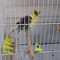 قناری فرآجی فول|پرنده|مشهد, رسالت|دیوار