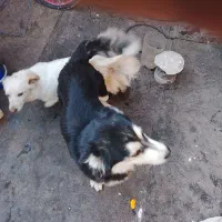 سگ هاسکی ماده