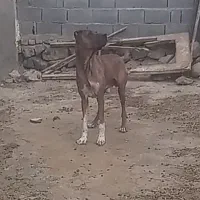 واگزاری سگ افغان گله ای