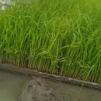 توم نشای برنج هاشمی آماده کاشت ۵۵ عدد