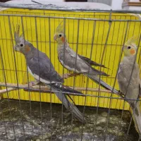 طوطی عروس ماده