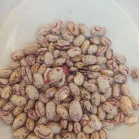 لوبیا چیتی زود پز محصول امسال|عمده‌فروشی|بهارستان, |دیوار