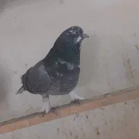 کفتر نر همه چی تموم