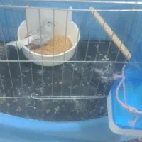 کبوتر قفسی|پرنده|بندر ماهشهر, |دیوار