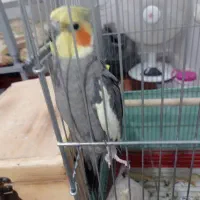 دوتا عروس هلندی جفت ویکی تکی بفروش میرسند|پرنده|اهواز, کوی سعدی|دیوار