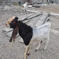 چند عدد بز افقانی گوسفند بره