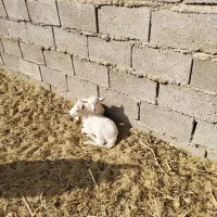 بز الپاین بادوبزغاله ماده|حیوانات مزرعه|مشهد, آبکوه|دیوار