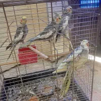 فروش ۲جفت عروس هلندی|پرنده|یاسوج, |دیوار