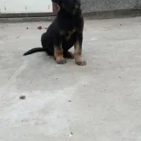 سگ ژرمن|سگ|مشهد, امیر آباد|دیوار