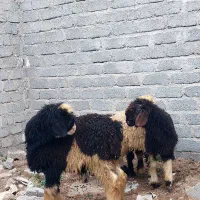 فروش ۳ راس میش بره دار ۳ راس بره ها نر