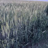 زمین زراعی