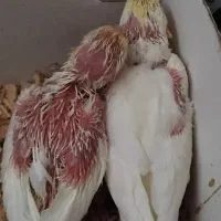 دوتاجوجه عروس هلندی لوتینوسرلاکی۲۲روزه اینا