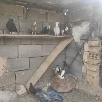 دسته دم سفید طوقی|پرنده|آباده, |دیوار