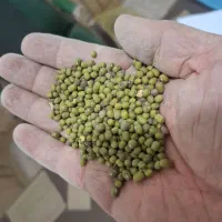 ماش عمرانی سبز اعلا بوجاری شده