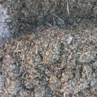 ذرت علوفه ای