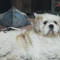 نگهداری شبانه روزی سگ و گربه در منزل|خدمات پیشه و مهارت|اصفهان, خانه اصفهان|دیوار