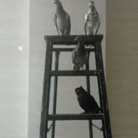 کبوتر پلاکی و رنگی|پرنده|گله دار, |دیوار