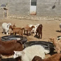 تعدای کهره خوشکل فروشی ارزوئیه