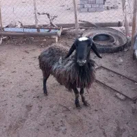 شیشک|حیوانات مزرعه|زاویه, |دیوار