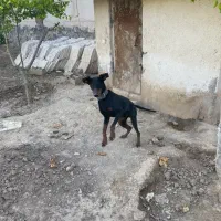 واگذاری سگ دوبرمن