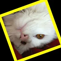 سلام یک پسر ناز و کاکول زری دارم میخام بفروشم|گربه|میبد, |دیوار