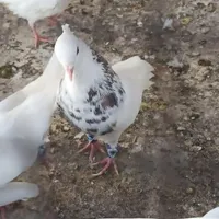 طوقی|پرنده|ابریشم, |دیوار