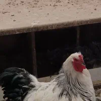 خروس کاملآ سالم